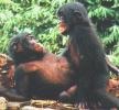 Bonobo in Missionarstellung