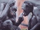 Bonobo affen spielen