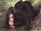 Bonobo Affen Sex