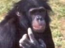 Bonobo Affe denkt nach