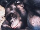 Bonobo Affe - schlafend