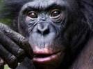 Bonobo Affe - etwas gelangweilt