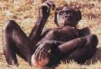 Bonobo Affe am Spielen