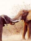 Elephant Streit